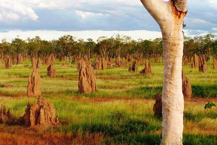 Taste the Atherton Tablelands Food & Wine Tour from Port Douglas