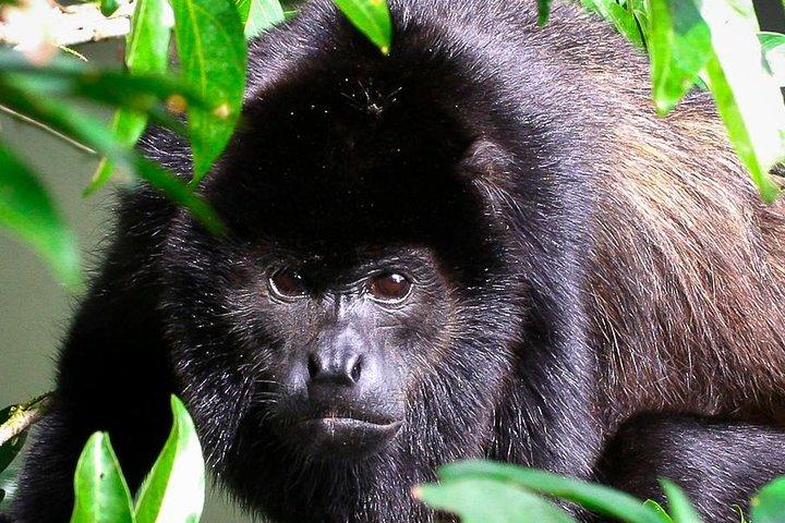 Manuel Antonio Park Nature Guided Tour with a Nature Specialist