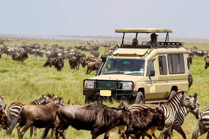 4 Day Masai Mara & Lake Nakuru Group Joining Camping Safari - Daily Departures