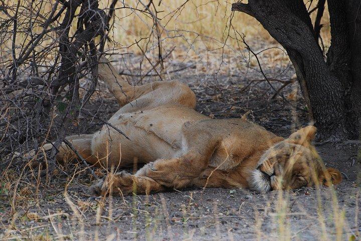 Moremi Game Reserve Day Trip
