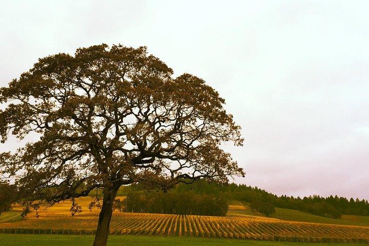 Private Willamette Valley Wine Tour from Portland