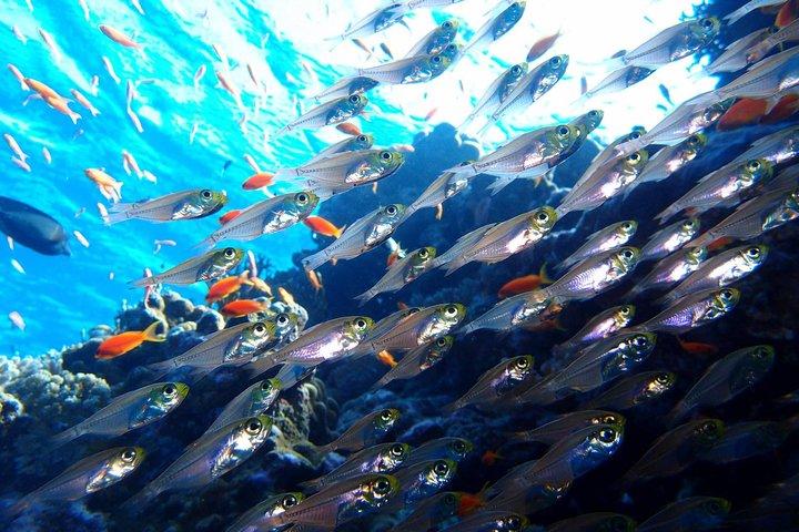 Fun Dives For Certified Divers