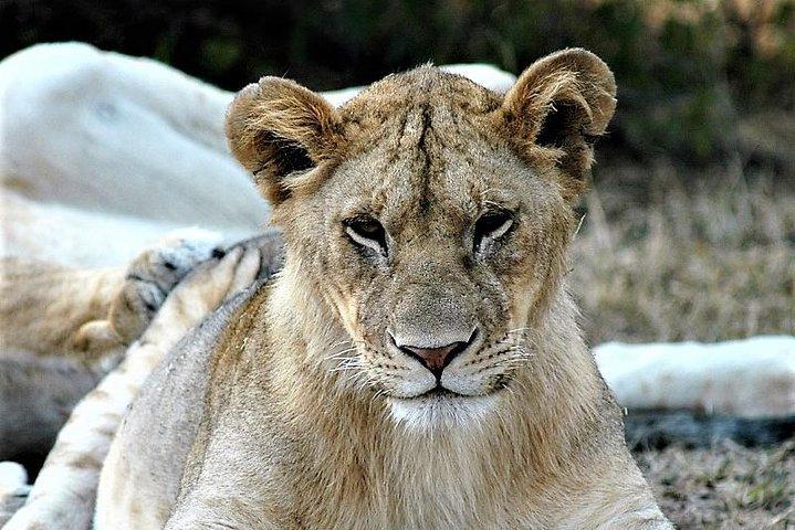 Nine Days: Tarangire-manyara-ngorongor0-serengeti (classic)