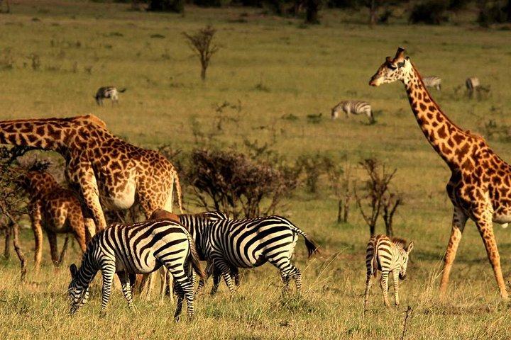 4 Days Masai Mara & Lake Nakuru Group Joining Safari