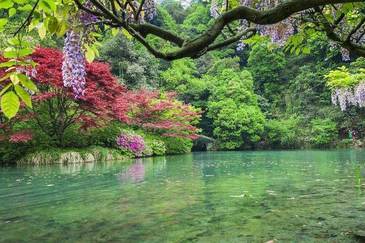 Half-Day Hangzhou Nine Creeks Hiking Tour with Tea Plantation Experience