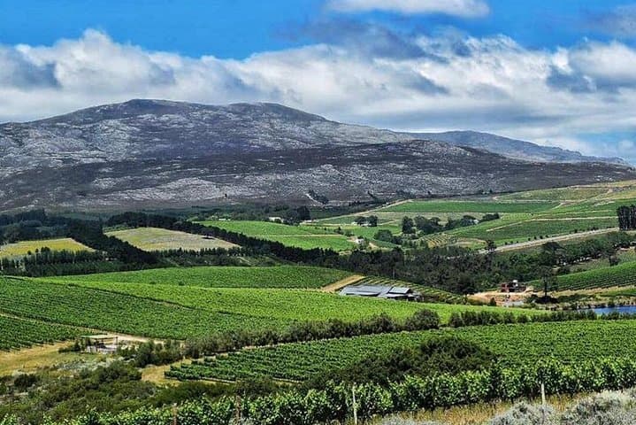 Stellenbosch Winelands Experience