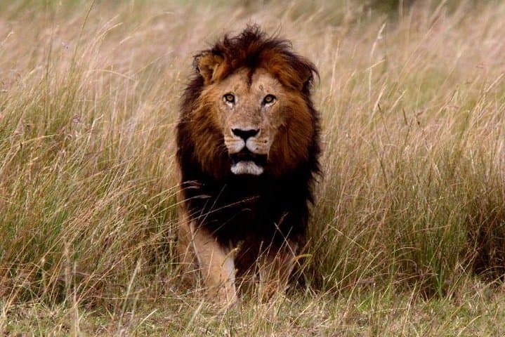 Maasai Mara Migration Safari