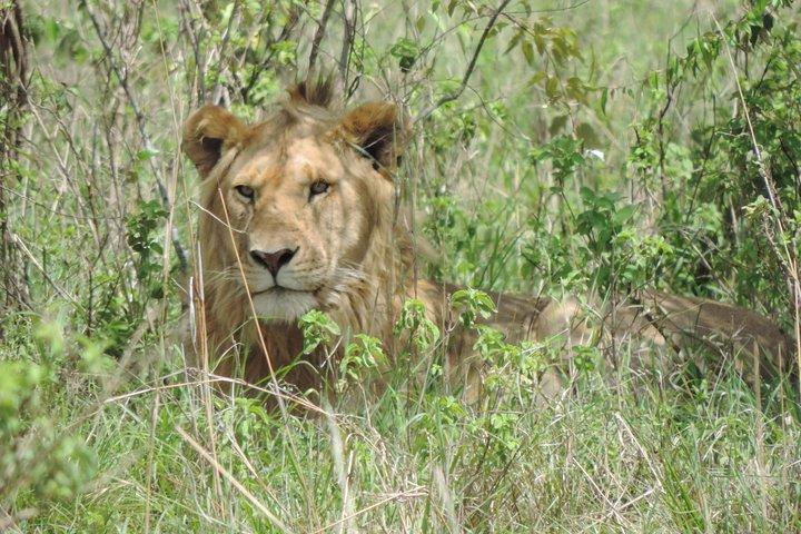 5 Days Ol Pejeta-Lake Nakuru-Masai Mara Mid-Comfort Safari