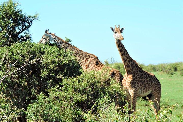 Elephant Orphanage and Giraffe Center Nairobi Day Tour