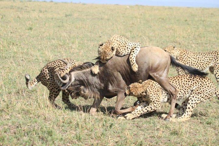 Thrilling 6 Days Amboseli-Lake Nakuru-Maasai Mara Budget Safari