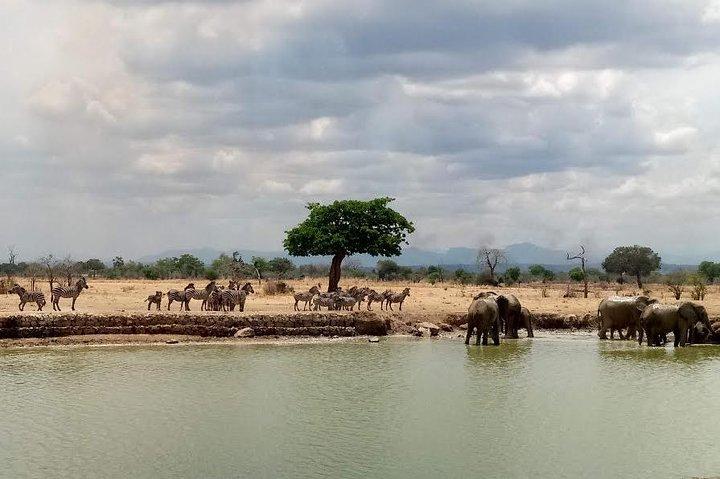 Short Safari from Dar es Salaam to Mikumi National Park - 2 Days
