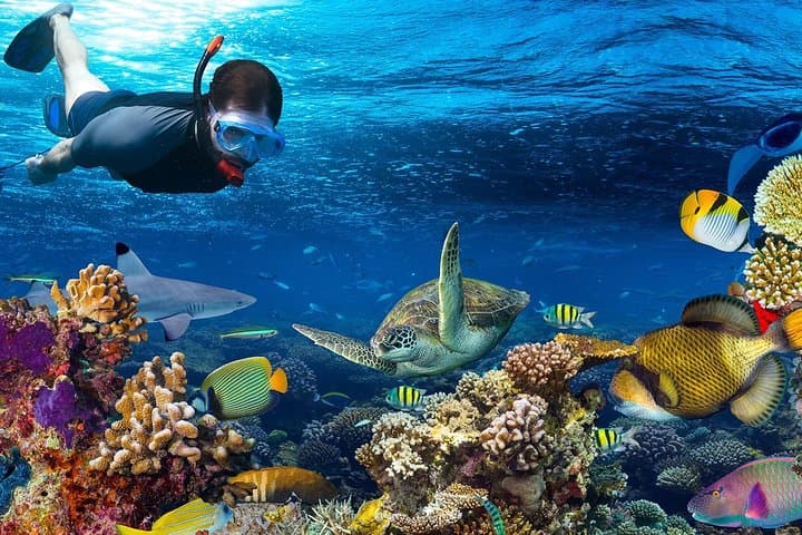Full Day Snorkeling Trip to the Red Sea in Safaga from Luxor