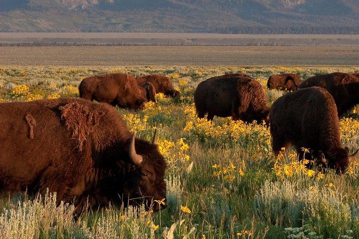 Grand Teton Wildlife Safari Tour