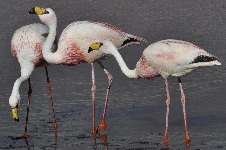 Full-Day Tour to Laguna de los Pozuelos from Tilcara