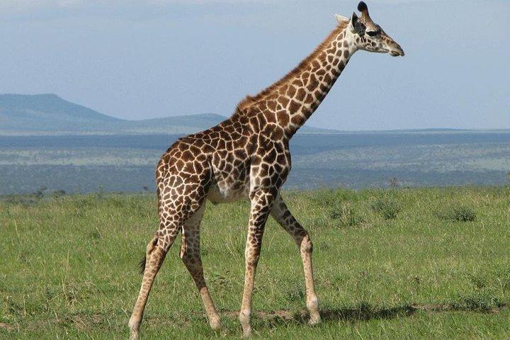 4 Days Masai Mara Lodge Safari on 4x4 Land Cruiser Jeep