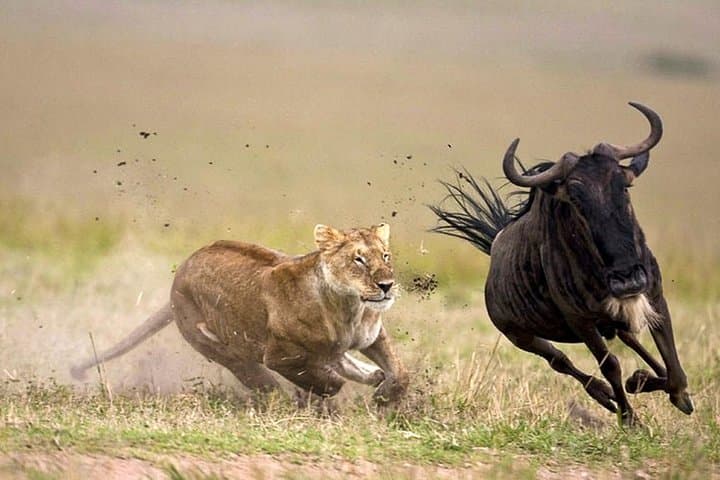 9 Days Best of Kenyan Tented Safari