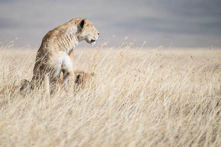 5 Day Serengeti, Tarangire, & Ngorongoro & Manyara Grass Root Safari.