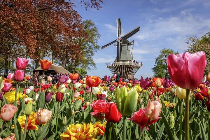 From Amsterdam: Keukenhof Ticket, Transfer & Live Guide Option