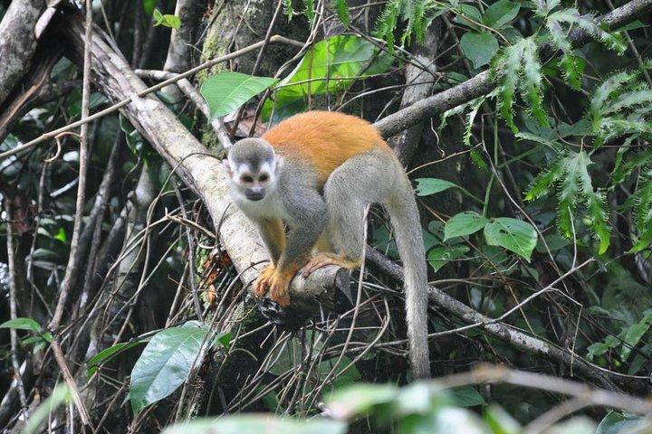 Manuel Antonio National Park Guided Tours