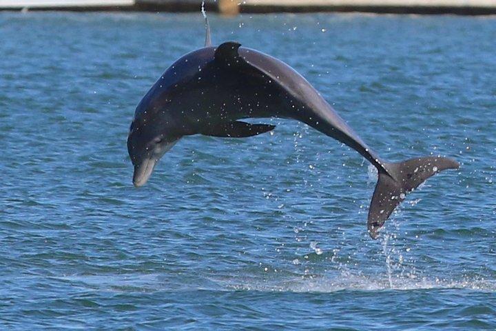 Miami Boat Tour, Haulover Sandbar, Raccoon Island and more