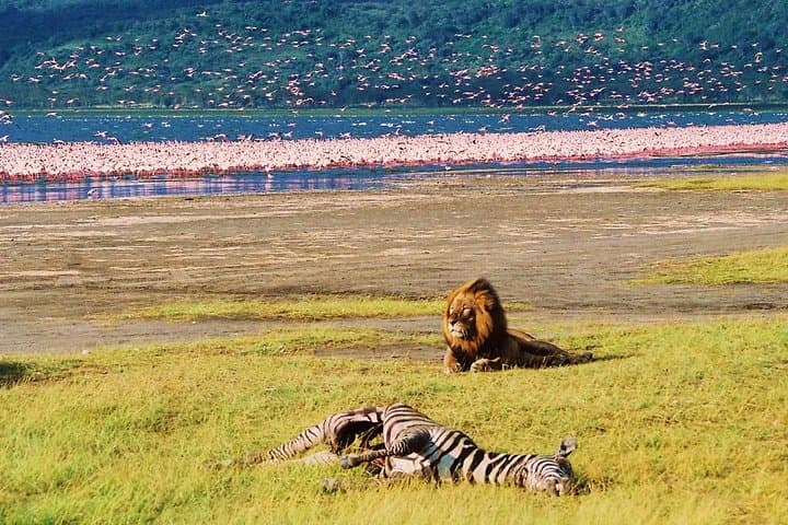 Lake Nakuru National Park: Day Trip from Nairobi