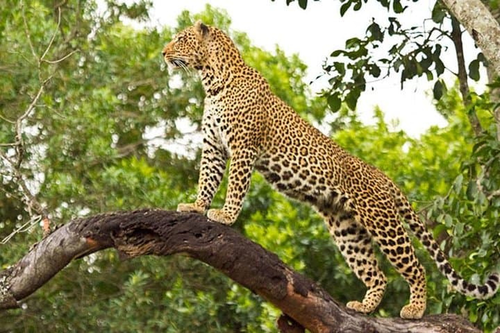 2 Days Masai Mara Private Safari From Nairobi