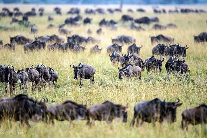 2 Days Masai Mara Private Safari From Nairobi