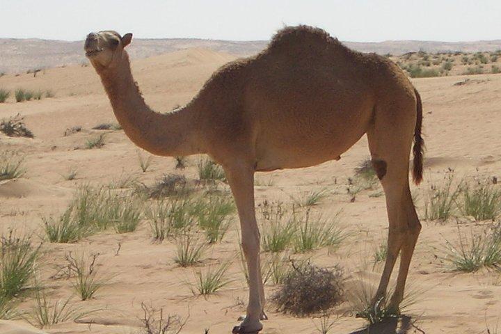 Abu Dhabi Quad Bike Desert Safari with 4W Dune Bashing & Off Road Adventure