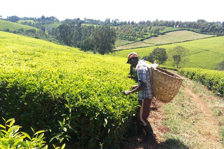 Nairobi to Kiambethu Tea Farm Tour