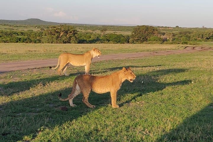 Overnight Amboseli National Park Safari from Nairobi