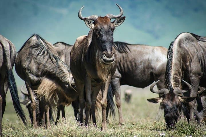 7 Day Maasai Mara, Lake Nakuru, Lake Naivasha and Amboseli Safari