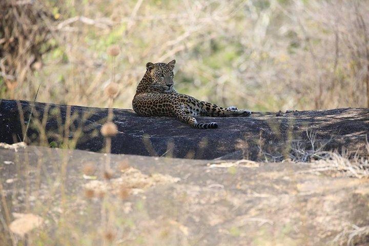 Private 02 Day Leopard Safari in Yala from Colombo