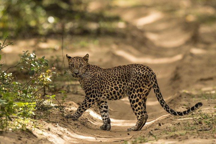 6 Days Private Tour with English Speaking Guide - Explore Sri Lanka