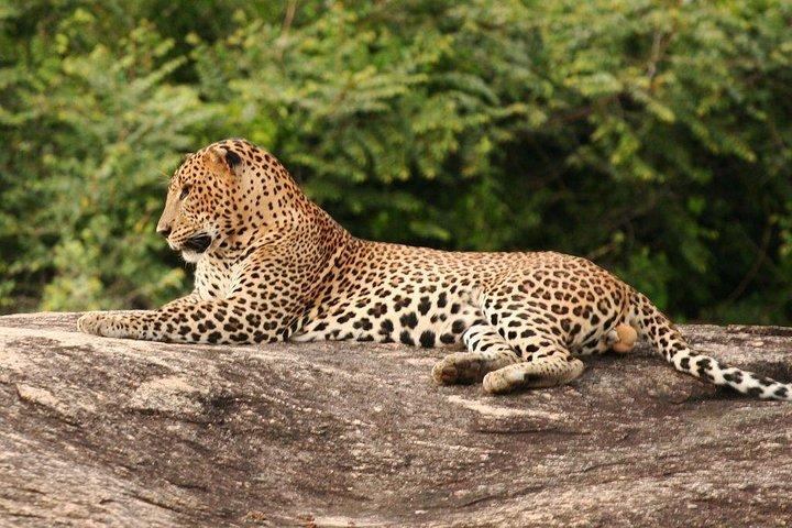 3-Day Jungle Safari Experience in Yala National Park