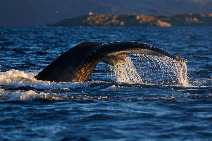 Whale Watching RIB Boat Tour in Skjervoy from Tromso