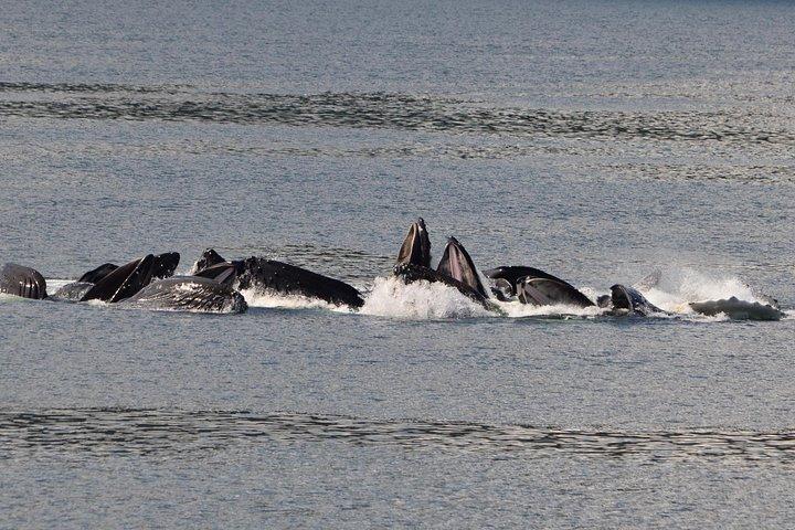 Guaranteed Whale Watching Adventure
