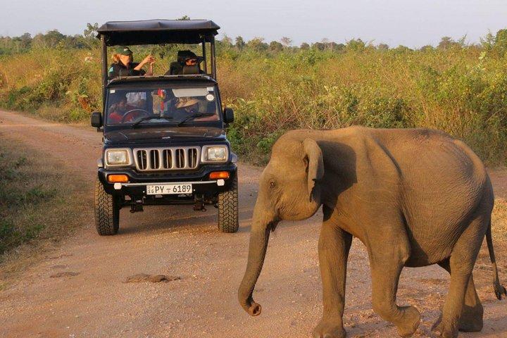 Udawalawe National Park Morning or Afternoon Game Drive