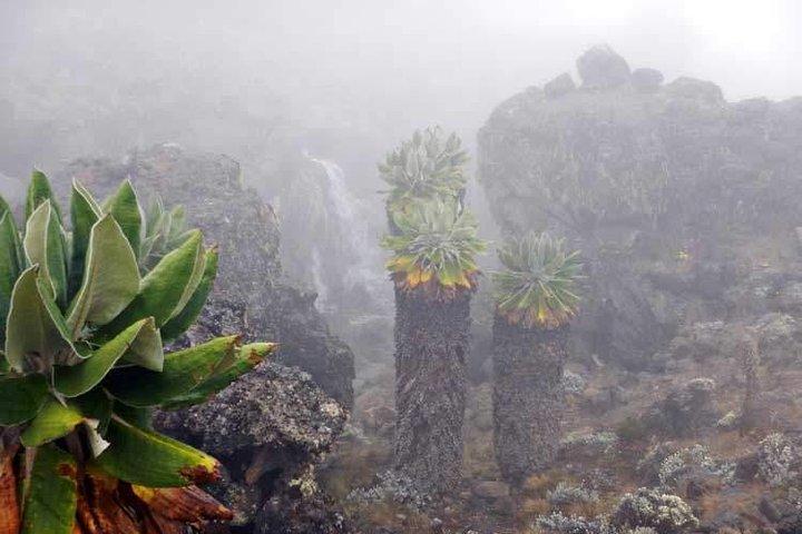 7 Days Climbing Mountain Kilimanjaro