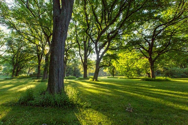 Central Park Guided Walking Tour
