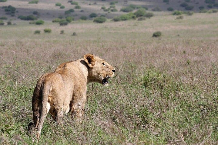 3 Days, 2 Nights Masai Mara Group Joining Safari by Landcruiser
