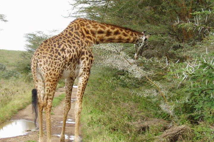 Private Morning Safari to Nairobi National Park & Giraffe Center