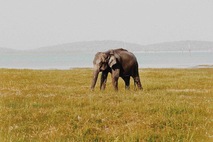 Udawalawa Safari(3-4hours) - Private Jeep with Experienced Driver