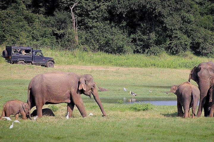 Udawalawa Safari(3-4hours) - Private Jeep with Experienced Driver