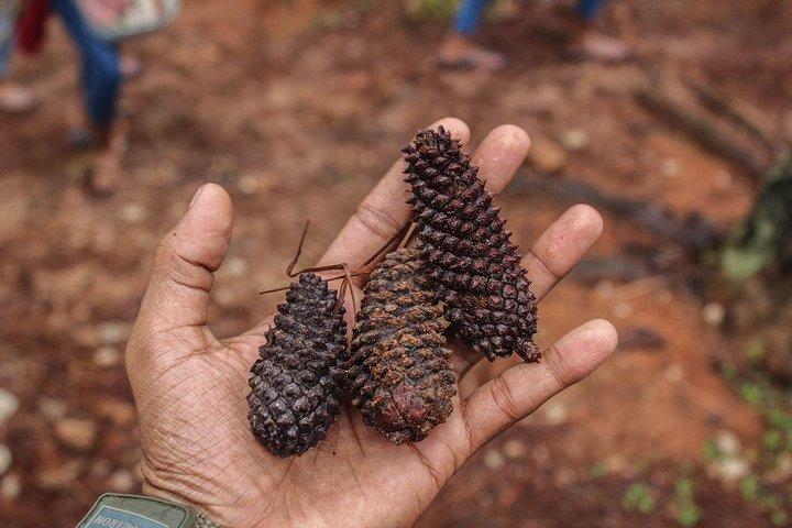From Galle: Guided Nature Trail to Kanneliya Forest
