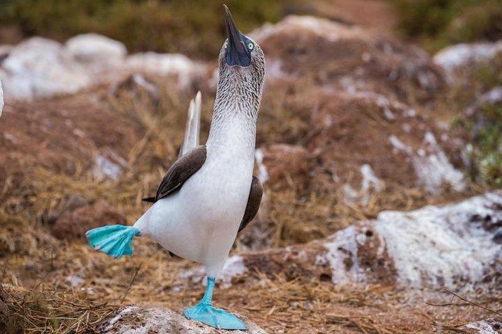 Enjoy the Best of Quito and Galapagos (3 Islands ) 8-Day Trip