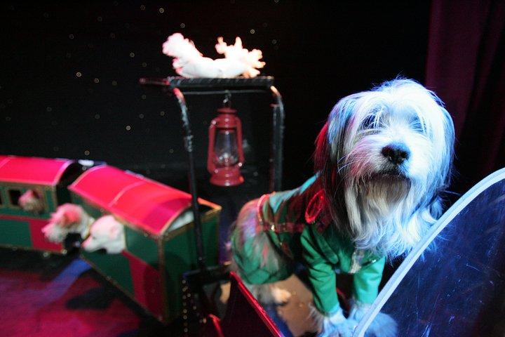 Popovich Comedy Pet Theater at Planet Hollywood Resort and Casino