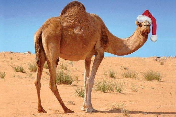 Camel riding in marrakech