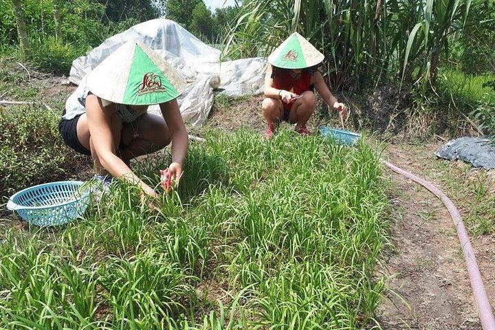 Market to Farm to Table Cooking Class in saigon