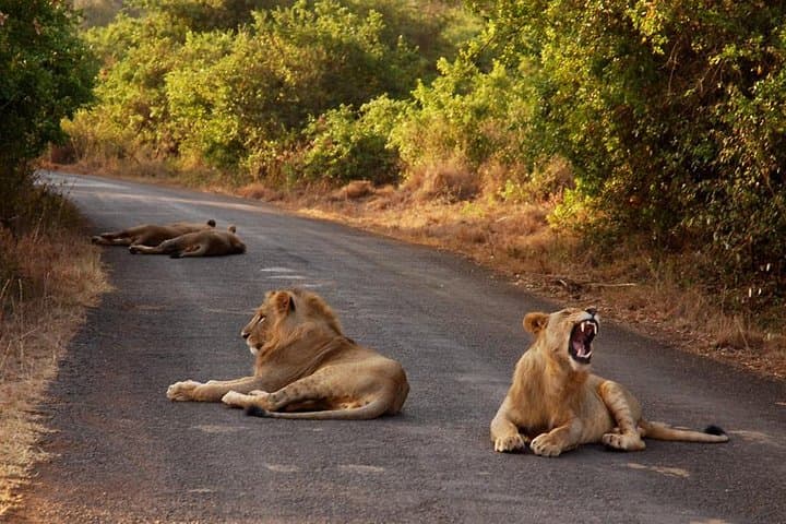 Nairobi National Park Safari – Big 4 Adventure Just Minutes Away