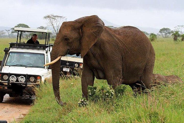 4 Day Amboseli National Park Luxury Safari